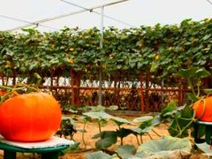 iphone_upload_pic-水镜湖