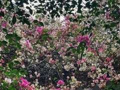 -深圳国际园林花卉博览园