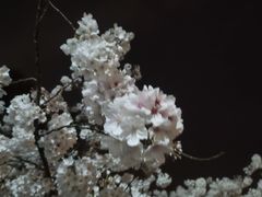 -桂满陇·蟹黄小笼汤包(中山公园店)
