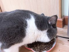 -猫和宫(六道口店)