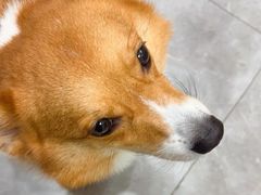 -半岛宠物医院24小时·内窥镜·牙科·碎石中心(府城大道店)