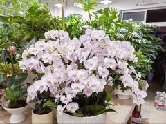 -双季花艺园艺市场(浦东店)