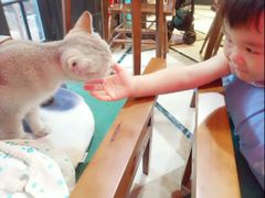 -猫色咖啡·猫咖
