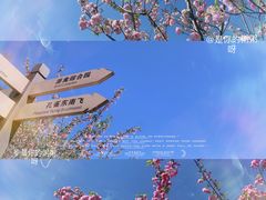 -顾村公园