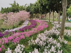 -天适樱花悠乐园