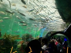 -瑞普利水族馆