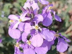 -海棠花溪(元大都城垣遗址公园)