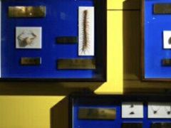 -上海昆虫博物馆