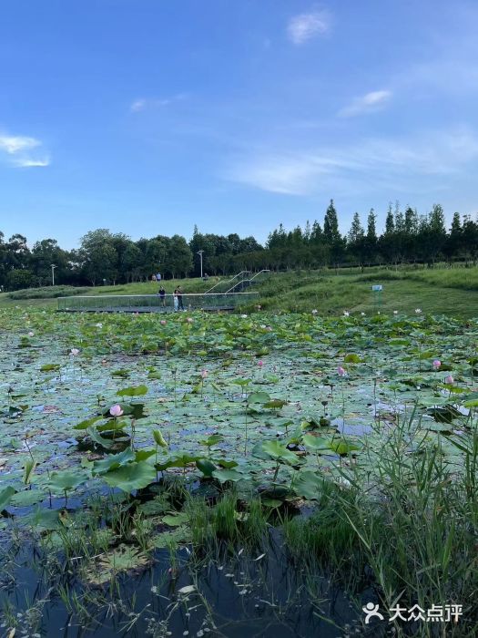 两河城市森林公园图片