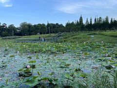 -两河城市森林公园