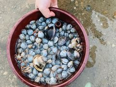 -红树林天天赶海