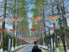 -黄海国家森林公园