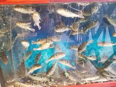 -肆月河豚·新淮扬(金融街店)