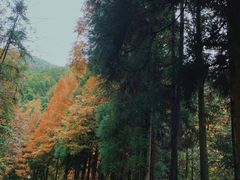 -大围山国家森林公园