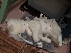 -纳吉亚猫专科动物医院博雅分院