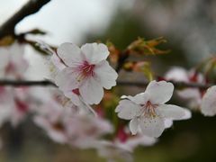 -顾村公园