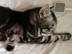 -纳吉亚猫专科动物诊疗中心(蒋宅口分院)