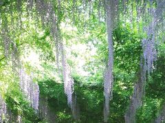 -合肥滨湖国家森林公园