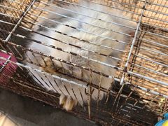 -前小桔亲子创意农场·草莓采摘·露营烧烤