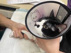 -瑞派康怡24h宠物医院·犬猫医疗中心·微创绝育(瑞景分院)