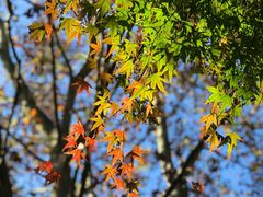 -上海共青森林公园