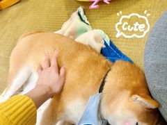 -逗柴咖啡屋·狗咖猫咖宠物桌游