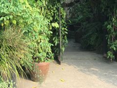 -植觉