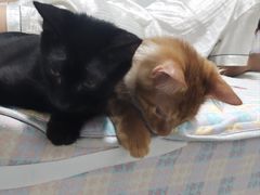 -汪喵宠物医院·骨科心脏影像·犬猫急重症ICU诊疗中心(成华分院)