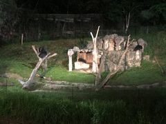 -清迈夜间动物园