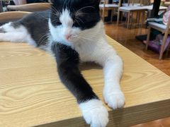 -绒爪撸猫下午茶·猫咖