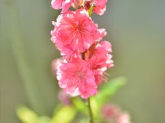 -桃花涧