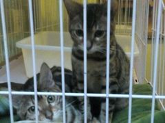 android_upload_pic-猫色咖啡·猫咖