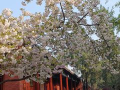 -洛阳白马寺