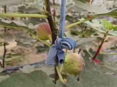 -尚果生态采摘园