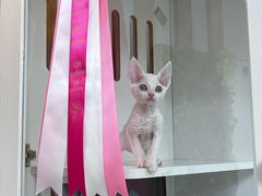 -青奢宠物·青奢猫舍