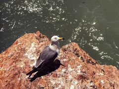 -海驴岛(荣成市)