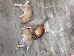 android_upload_pic-九皇山景区