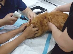 -佳雯宠物医院(金华南路分院)