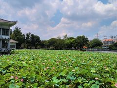 -荔湾湖公园