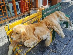-八木轩·寻味大理白族民俗餐厅(文献路店)