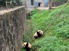 -都江堰中华大熊猫苑