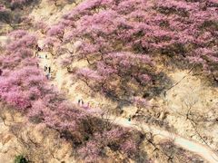 -新建村梅花