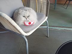 -喵屿·大理花园猫咖