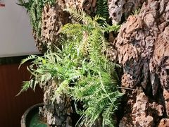 -成老灶火锅鸡(平山店)