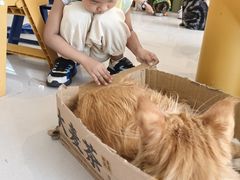 -平行世界·猫咖(首经贸店)