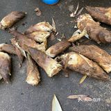地理位置： 宜兴  约着去朋友家挖笋