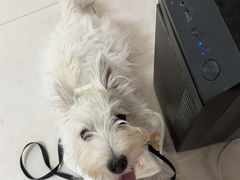 -艾贝尔宠物医院·狂犬免疫点(江山金象城店)