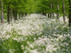 -黄海国家森林公园