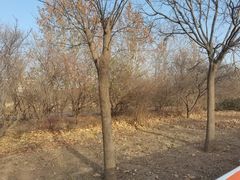 -武清南湖绿博园