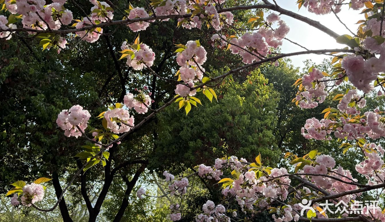 超适合春天喝的奶茶🌸🌸🌸！
